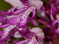 0005 (Helmknabenkraut)